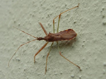 Nagusta goedeli