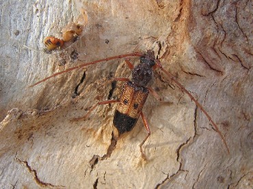 Phoracantha recurva
