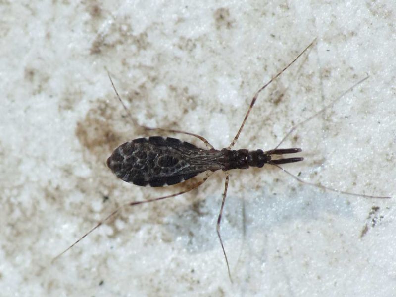 Empicoris xambeui
