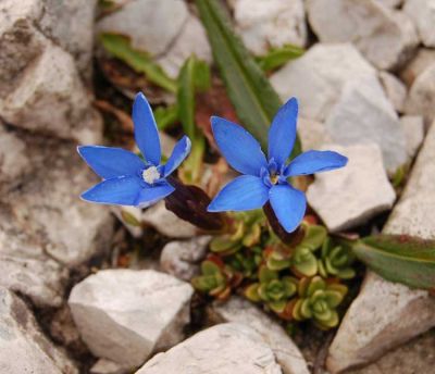 Gentiana brentae