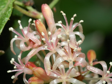 Fiori di salsapariglia