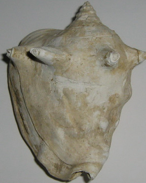 Strombus coronatus