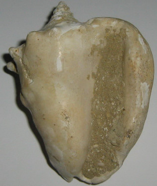 Strombus coronatus