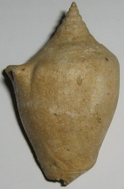 Strombus coronatus