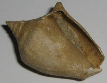 Strombus coronatus