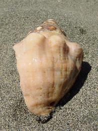 Taide sottospecie consul