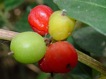 Bacche di tamaro