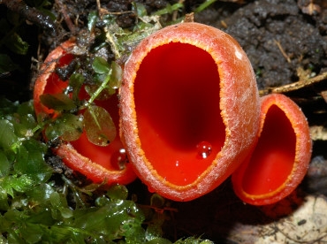 la tazzetta rossa