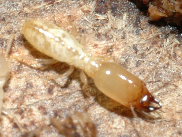 Termite operaia