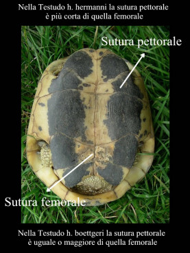 Differenze di Testudo hermanni