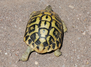 La Testuggine di Hermann