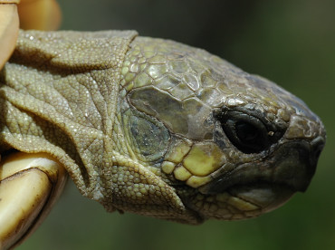 Particolare della testa di Testudo hermanni