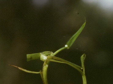 Uova del tritone punteggiato