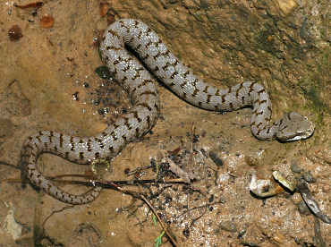 Vipera aspide giovane