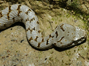 Testa di vipera aspide giovane