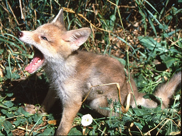 cucciolo di volpe