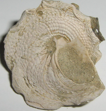 Xenophora crispa